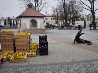 Sadzenie kwiatów w Kolbuszowej