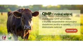 Ekoschemat „Dobrostan zwierząt”. Dodatkowe pieniądze dla hodowców bydła z QMP