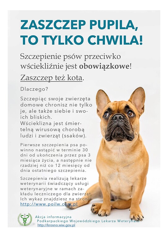 Przypadek wścieklizny u lisa w sąsiednim powiecie - apel o szczepienia zwierząt 