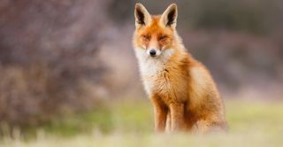 Wiosenna akcja szczepienia lisów